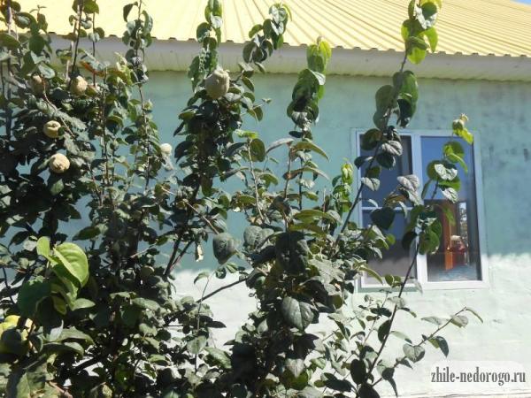 поселок Веселовка купить дом на Кубани  дома с фото